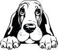 Z_83-basset-50x50.jpg