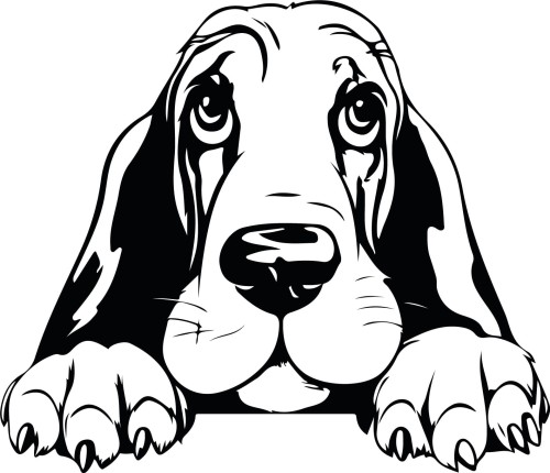 Z_83-basset-50x50.jpg