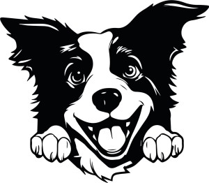 Naklejka ścienna BORDER COLLIE 85