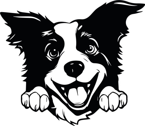 Z_85-50x50-border-collie.jpg