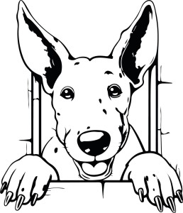 Naklejka ścienna BULL TERRIER 88