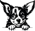 Z_90-50x50-chihuahua.jpg