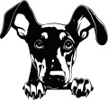 Z_93-50x50-doberman.jpg