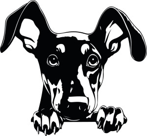 Naklejka ścienna DOBERMAN 93