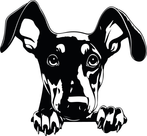 Z_93-50x50-doberman.jpg