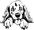 Z_94-50x50-setter-angielski.jpg