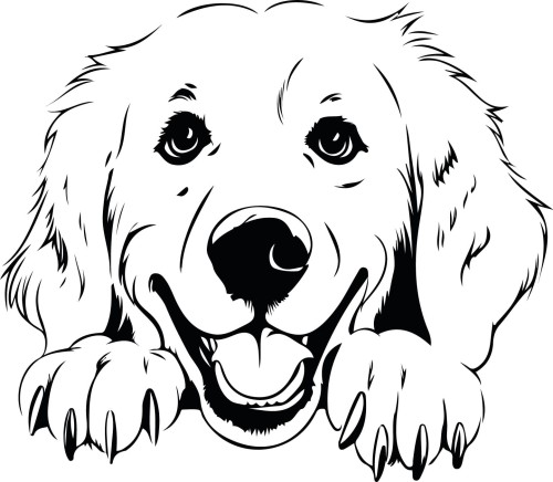 Z_96-50x50-golden-retriever.jpg