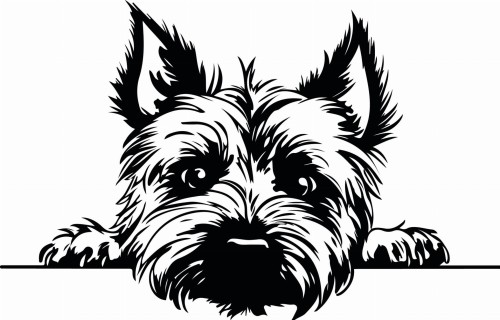 Z_82-50x75-cairn-terrier.jpg