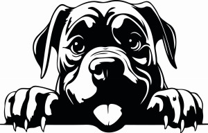 #Naklejka ścienna CANE CORSO 83