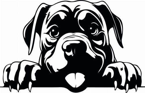 Z_83-50x75-cane-corso.jpg