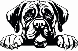 #Naklejka ścienna BULMASTIFF 81