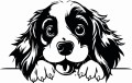 Z_87-50x75-springer-spaniel-angielski.jpg
