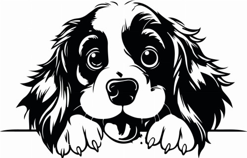 Z_87-50x75-springer-spaniel-angielski.jpg
