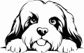 Z_92-50x75-lhasa-apso.jpg