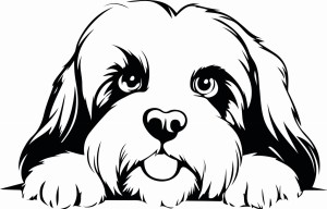 Naklejka ścienna LHASA APSO 92