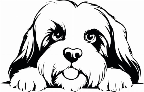 Z_92-50x75-lhasa-apso.jpg