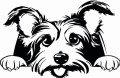 Z_99-australijski-silky-terrier.jpg