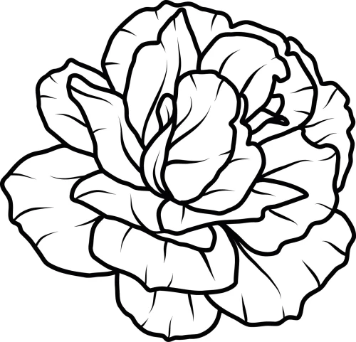 Naklejka ścienna kontur kwiatu róży piwonii line art