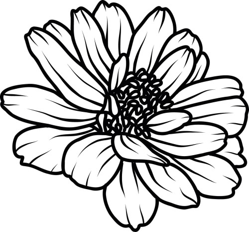 Naklejka ścienna kontur kwiatu cynii line art botaniczny wzór