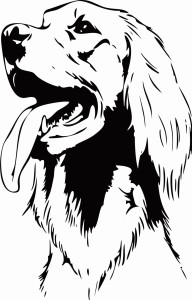 #Naklejka ścienna Golden Retriever 74