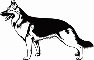 #Naklejka na ścianę Owczarek niemiecki 73